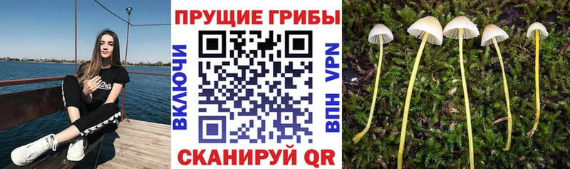 Псилоцибиновые грибы Psilocybe  как найти закладки  Новотитаровская 